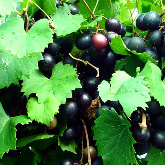 Vitis rotundifolia