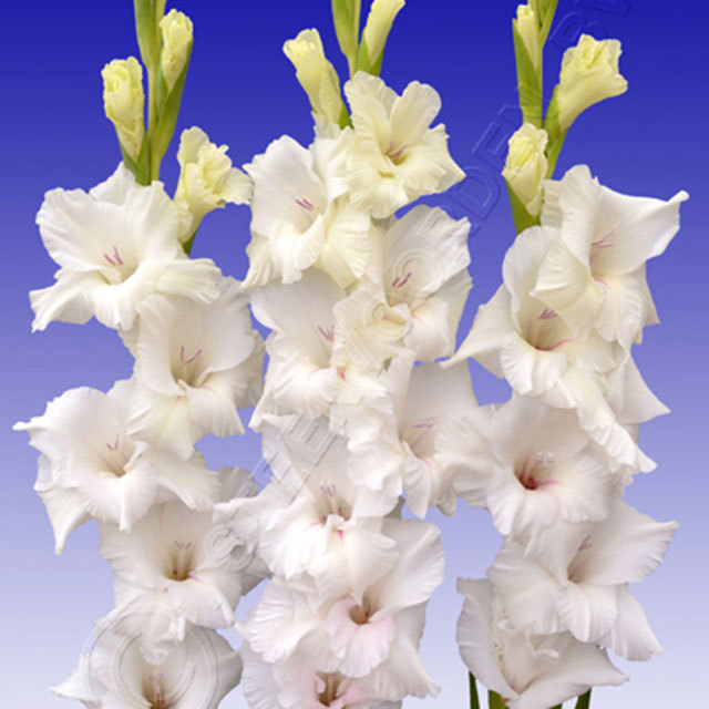 Gladiolus White Prosperity