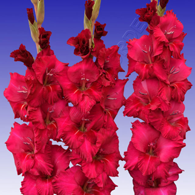 Gladiolus Brahms