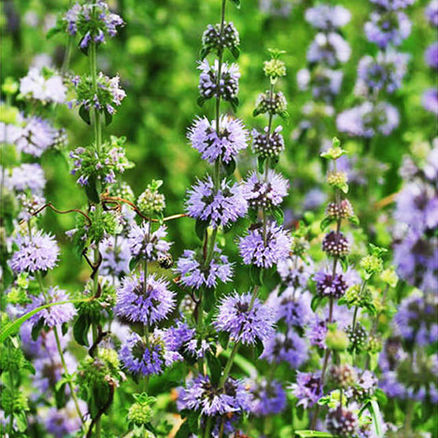 Mentha pulegium