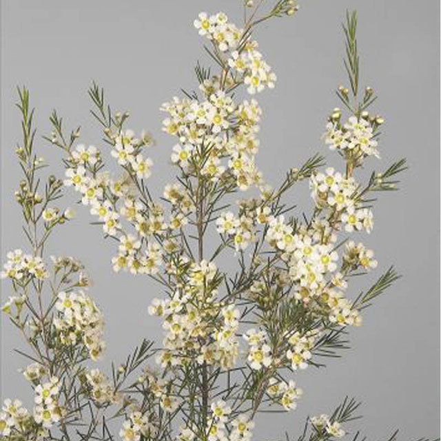 Aster Early White