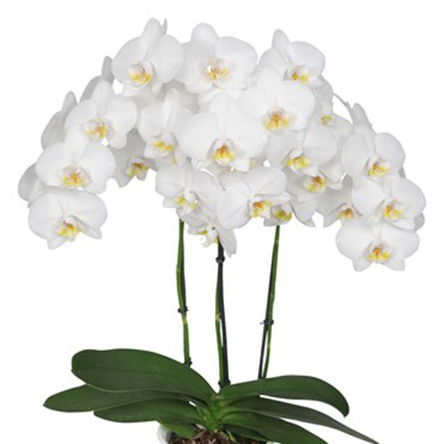 Phalaenopsis Brisbane White Powder