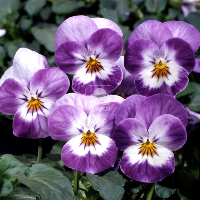 Viola cornuta Four Seasons F1 Rose Face White Cottony Spots