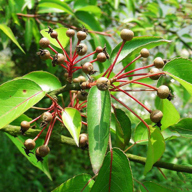 Malus baccata