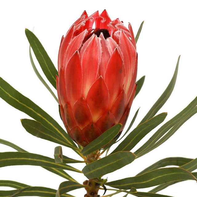 Protea Liebencherry