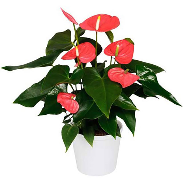 Anthurium andraeanum California Brown Leaf Tips