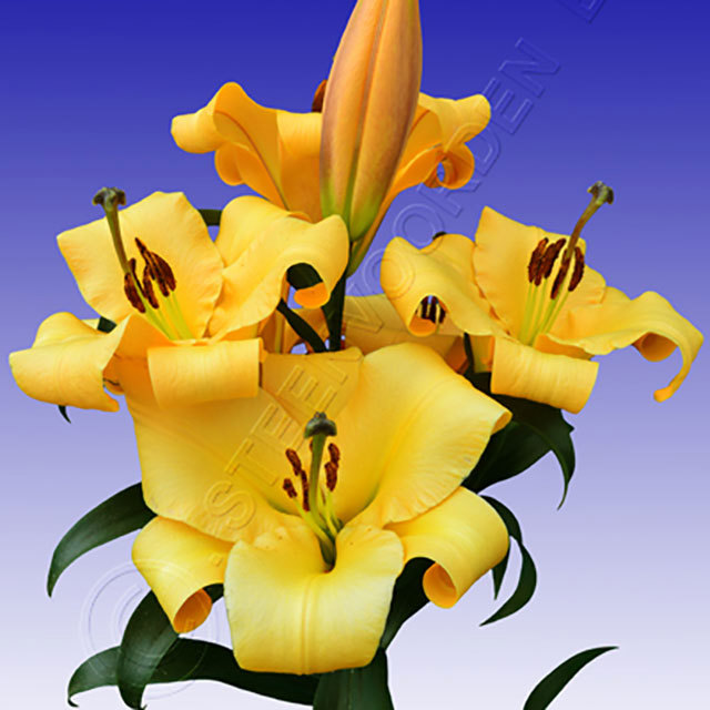 Lilium OT Saltarello Drooping Leaves