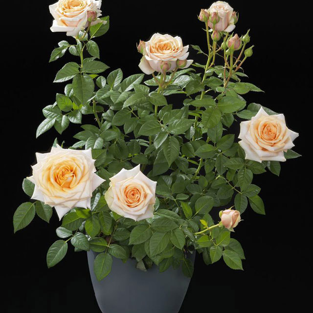 Mini Rose Rosa Terrazza Comet Leggy Stems