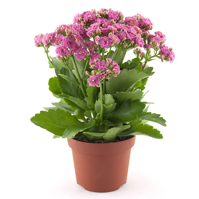 Kalanchoe Rosalina Don Nando Sticky Leaves