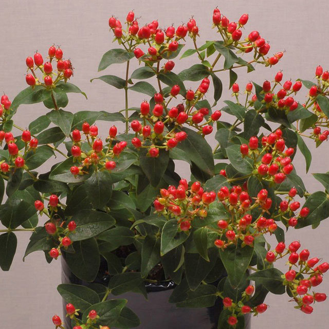 Hypericum Julia Hypearl