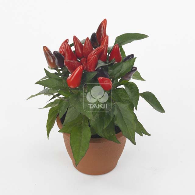 Capsicum annuum Favorit Purple Red