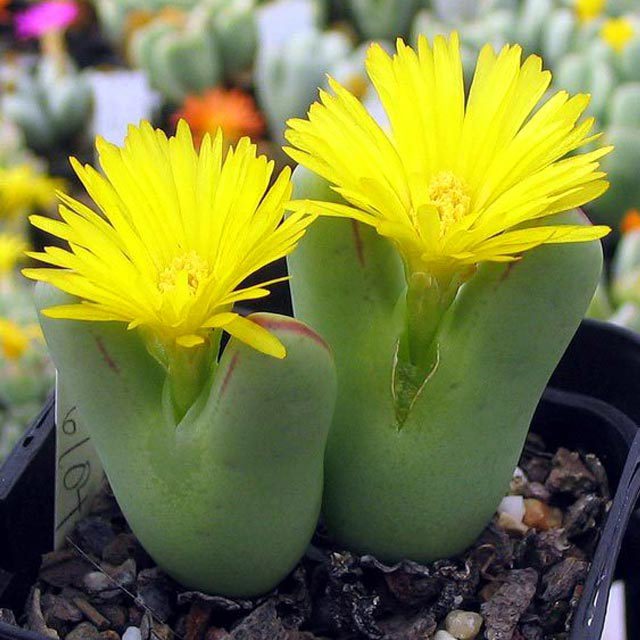 Conophytum bilobum