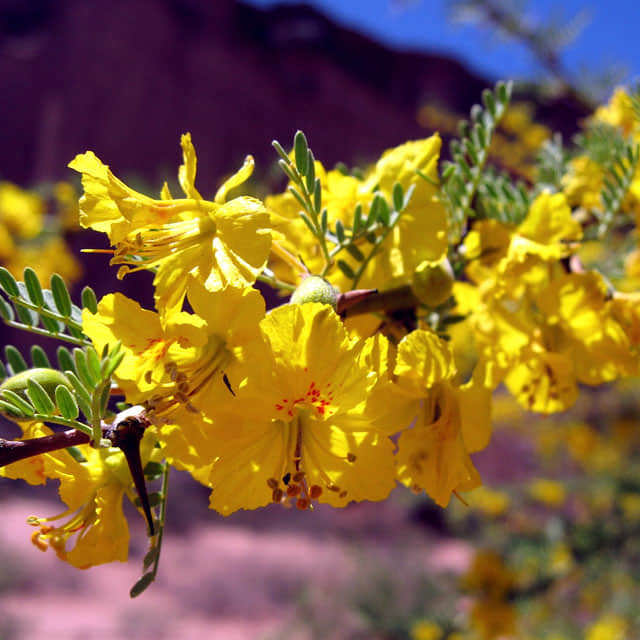 Parkinsonia praecox
