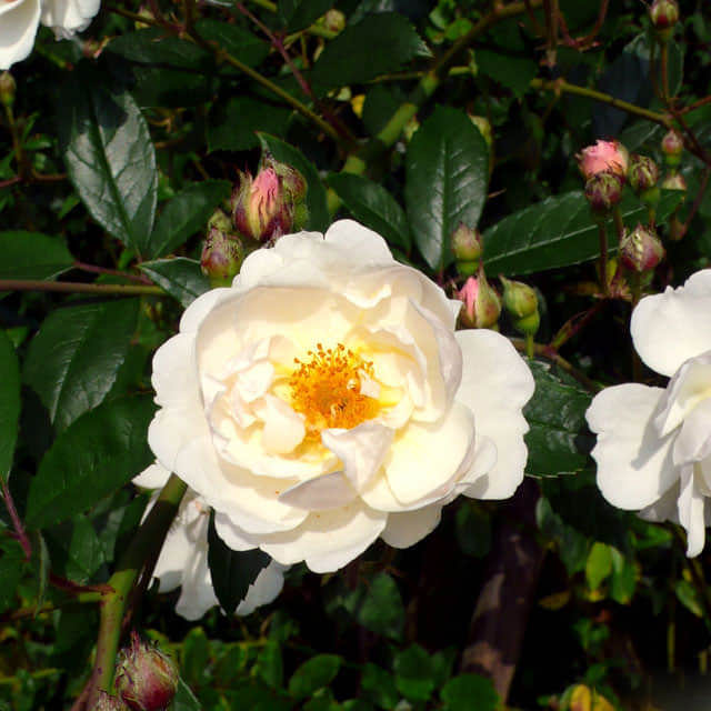 Rosa moschata Sticky Leaves