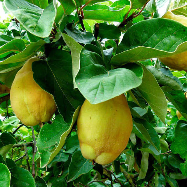 Cydonia oblonga