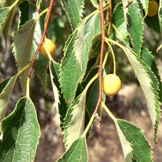 Celtis australis