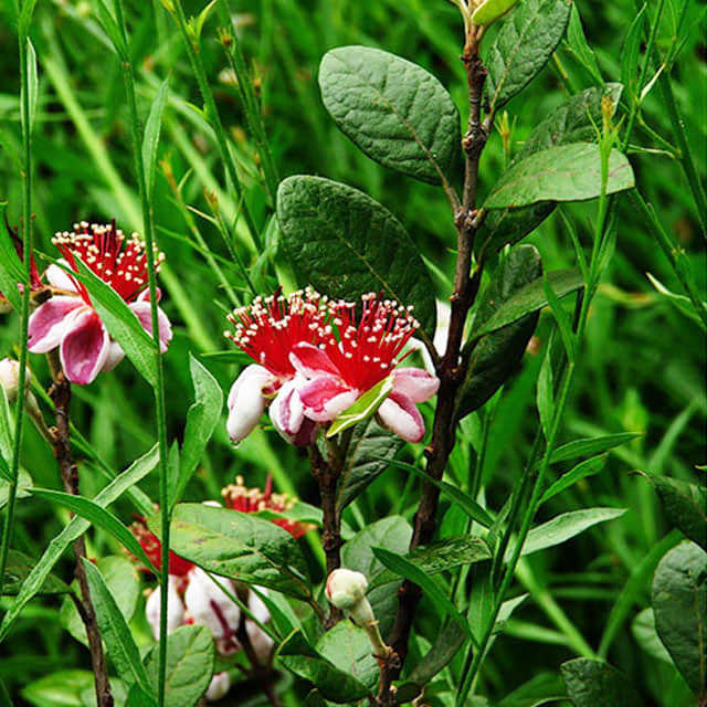 Feijoa sellowiana