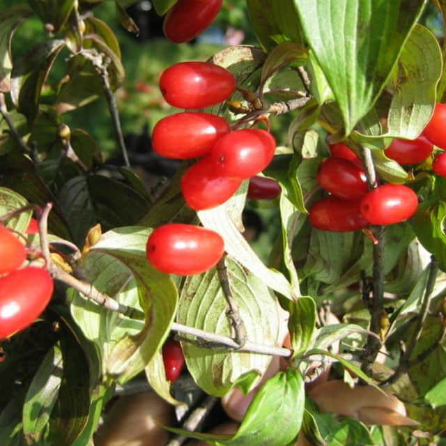 Cornus officinalis