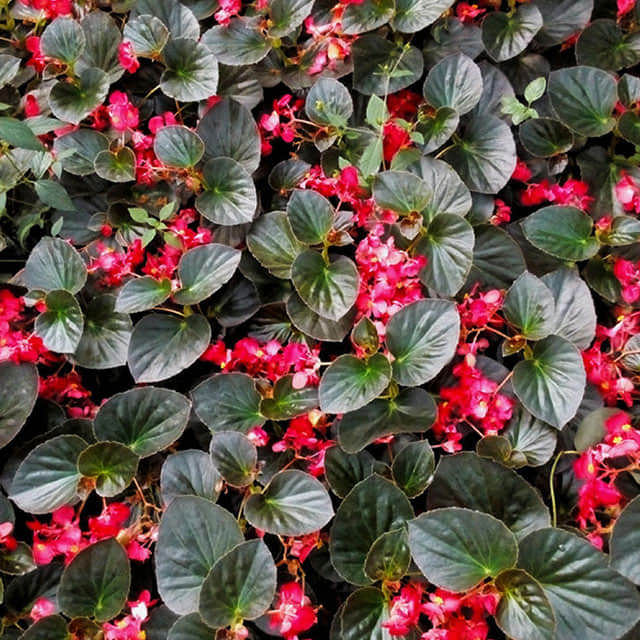 Begonia × benariensis