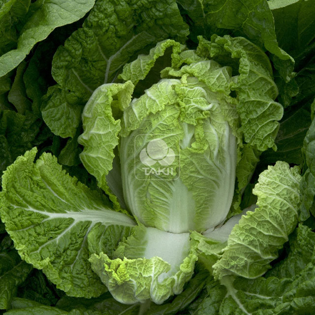 Chinese Cabbage Orient Express F1 Tiny Black Flies