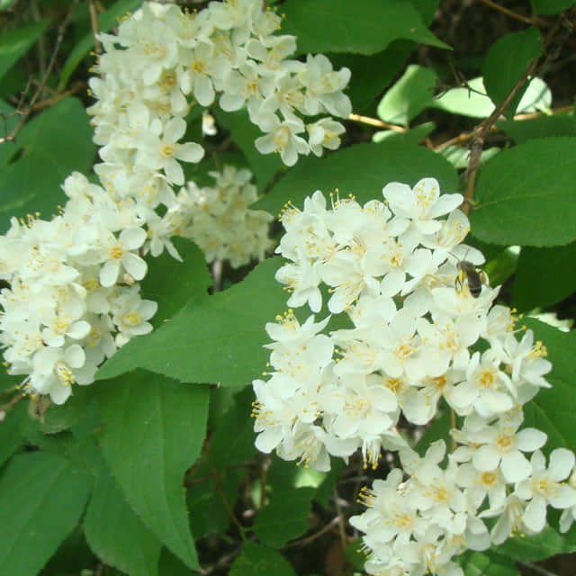 Spiraea japonica Frisia