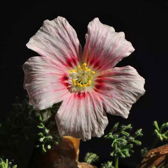 Monsonia multifida