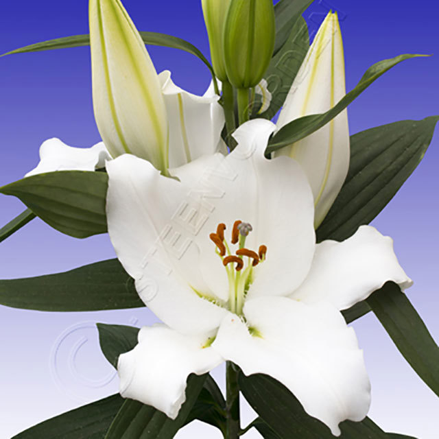 Lilium Oriental White Proud Ragnatele sottili