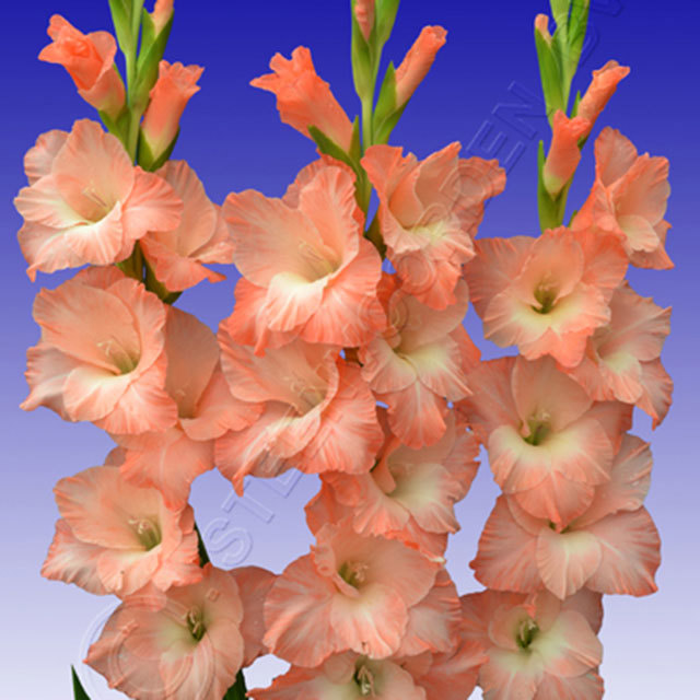 Gladiolus Grand Prix Pink