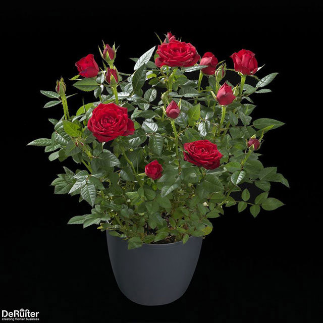 Mini Rose Hot Jewel Fine Webbing