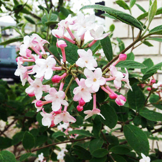 Viburnum carlesii