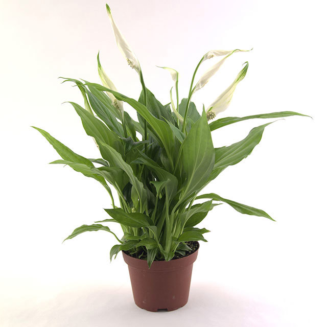 Spathiphyllum Cosmic Cupido