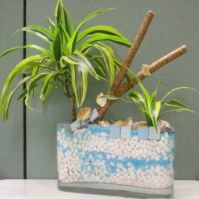 Dracaena fragrans Lemon Lime