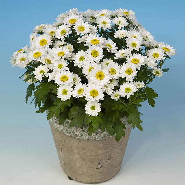 Chrysanthemum Pico Blanco Fine Webbing