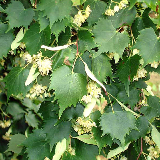 Tilia mongolica