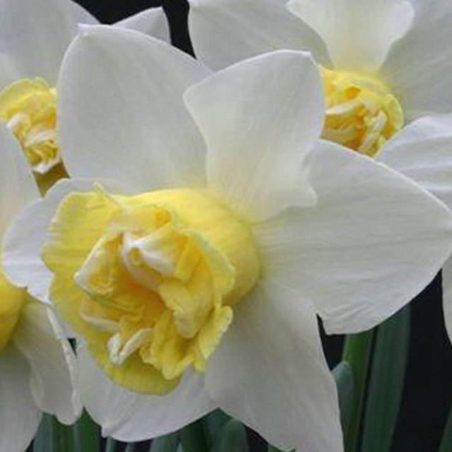 Narcissus Pop Eye