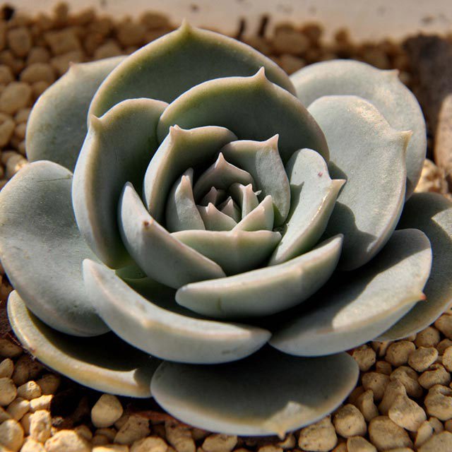 Echeveria runyonii Fine Webbing