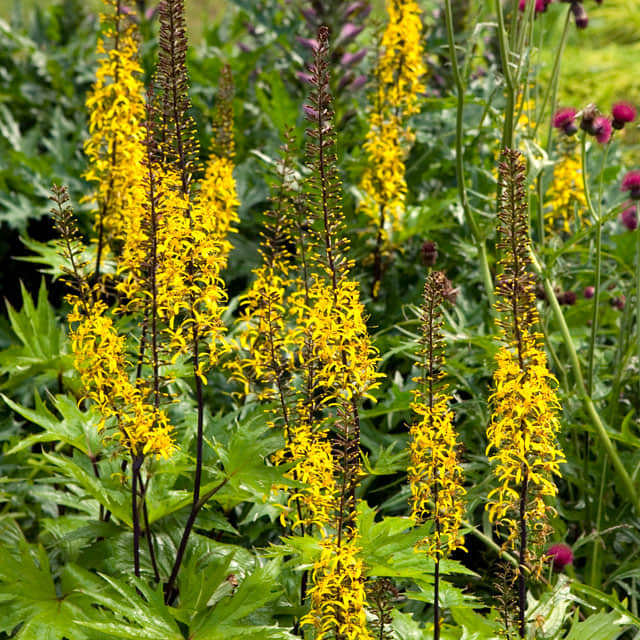 Ligularia przewalskii