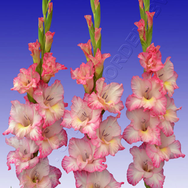 Gladiolus Priscilla