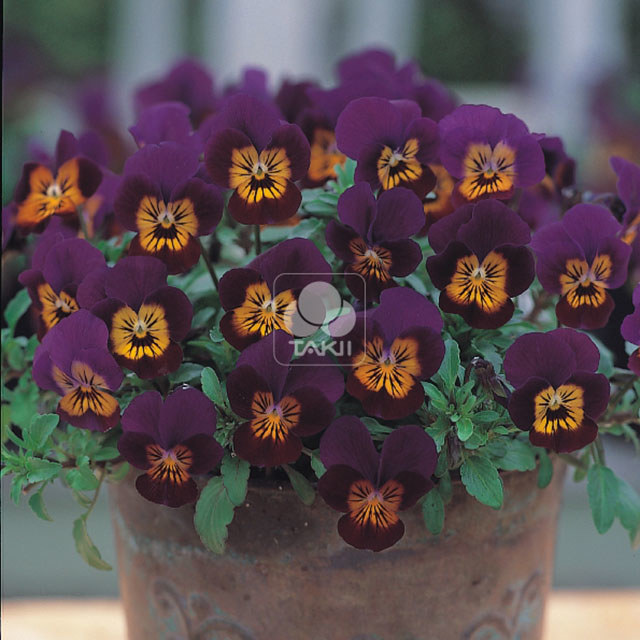 Viola cornuta Purple Tiger Eye Leggy Stems
