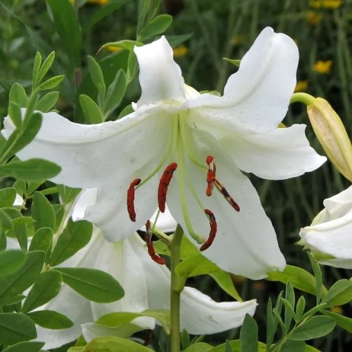 Lilium oriental White Renova