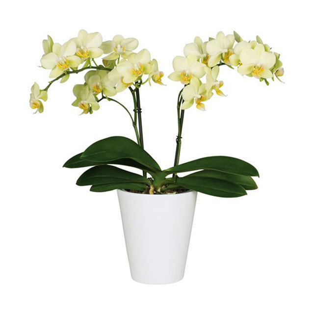 Phalaenopsis Salerno