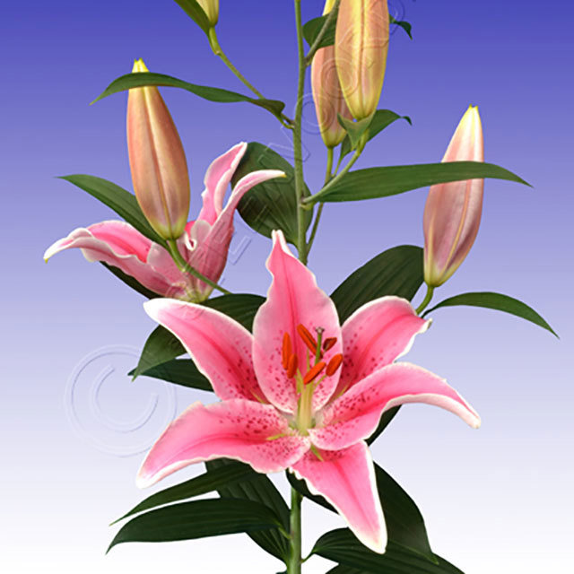 Lilium orientalis Brilliant Star Delight Sticky Leaves