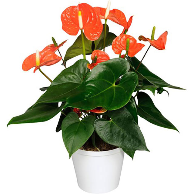 Anthurium andraeanum Madural Orange Sticky Leaves