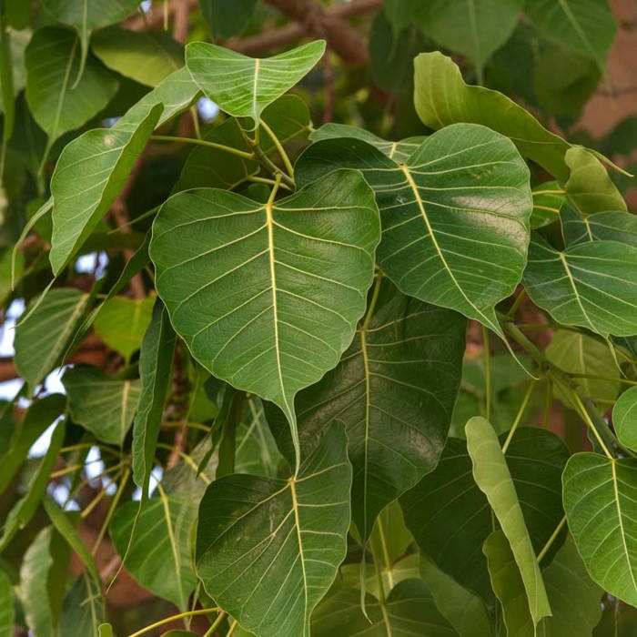 Ficus religiosa Yellow Leaves