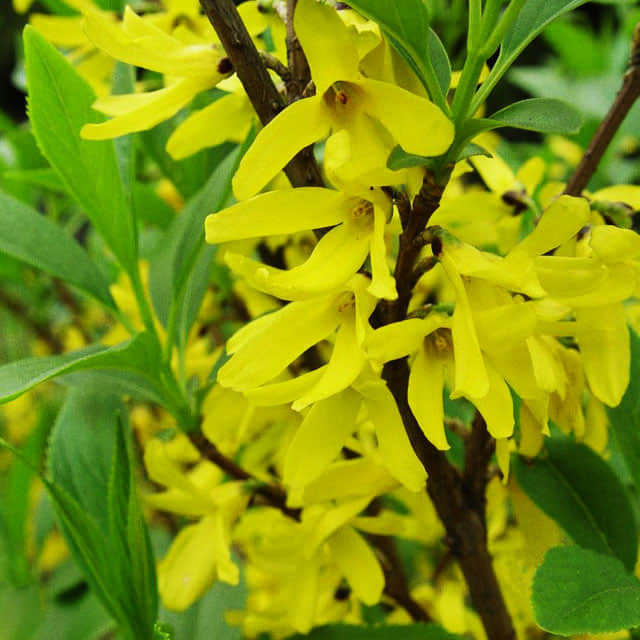 Forsythia viridissima