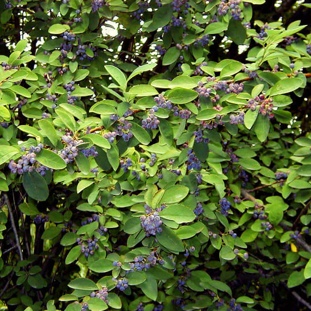 Cotoneaster acutifolius