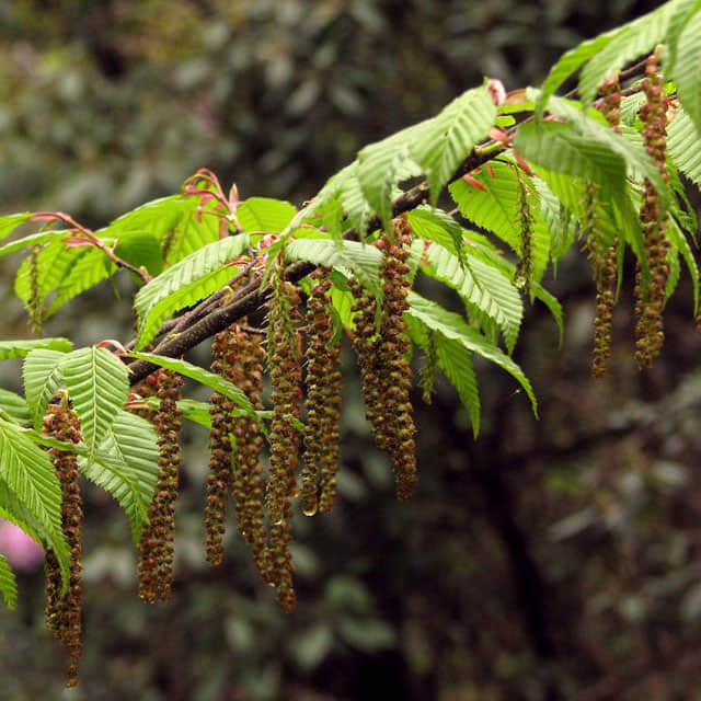 Acer carpinifolium