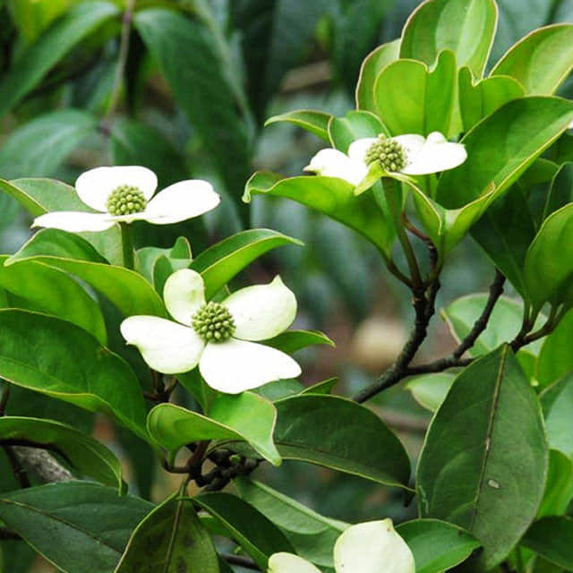 Cornus kousa