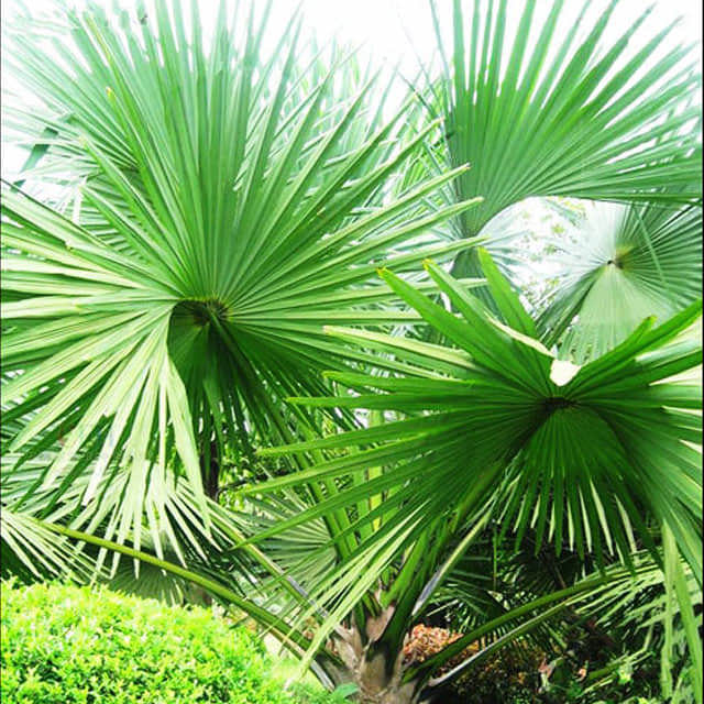 Sabal palmetto Yellow Leaves