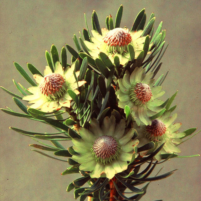 Protea scolymoides Scoly